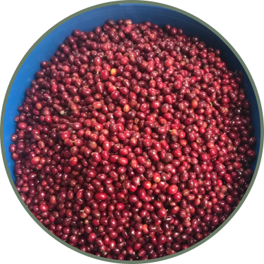 AEROBIC FERMENTATION