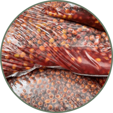 AEROBIC FERMENTATION