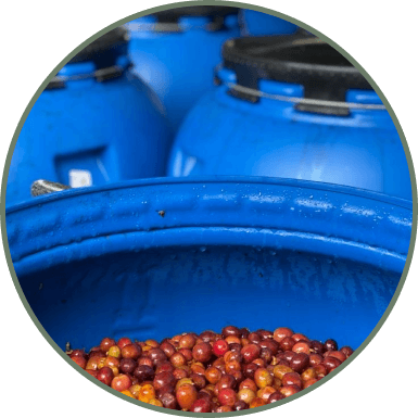 AEROBIC FERMENTATION